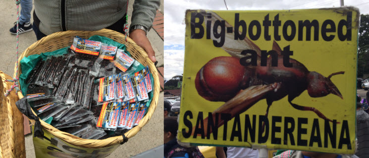 CO_BO_Big_bottomed_Ant CO_BO_Big_bottomed_Ant