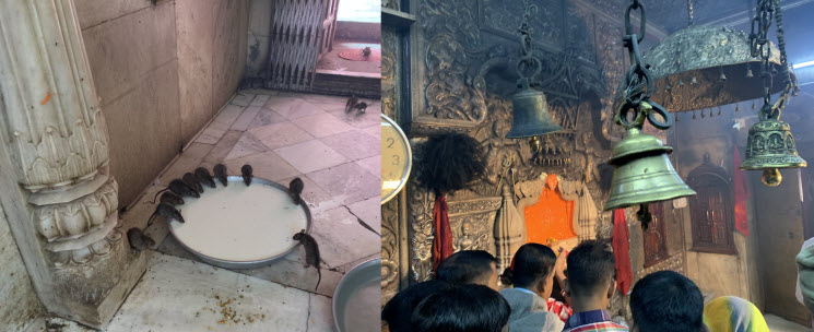 Deshnoke Karni Mata Tempel 2k
