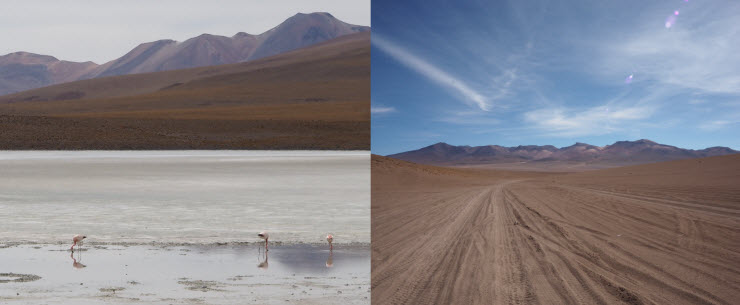 Flamingos&Spuren_k