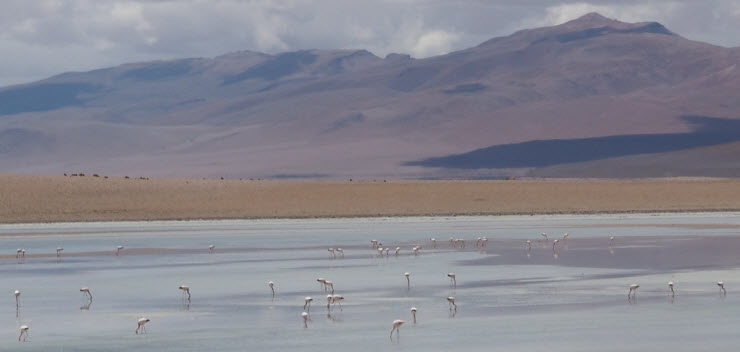 Flamingos_k