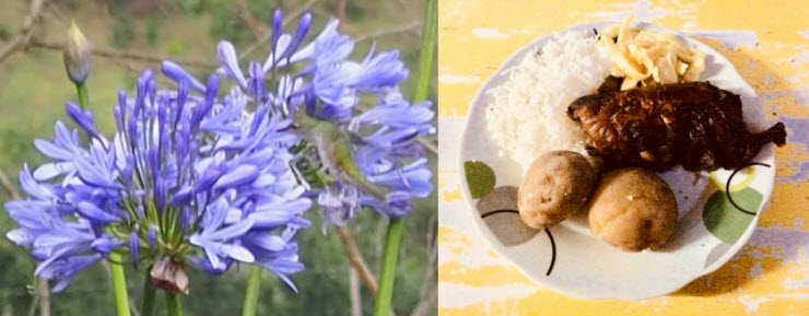 Kolibri-Meerschweinchen_k Kolibri-Meerschweinchen_k