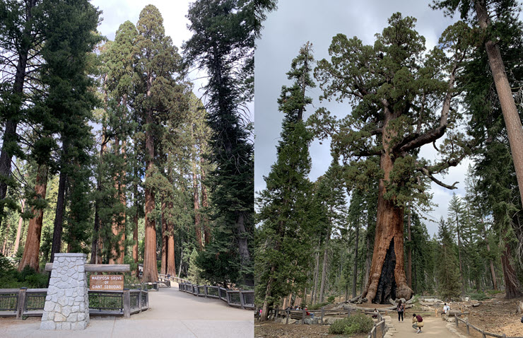 Mariposa_Grove_1k Mariposa_Grove_1k