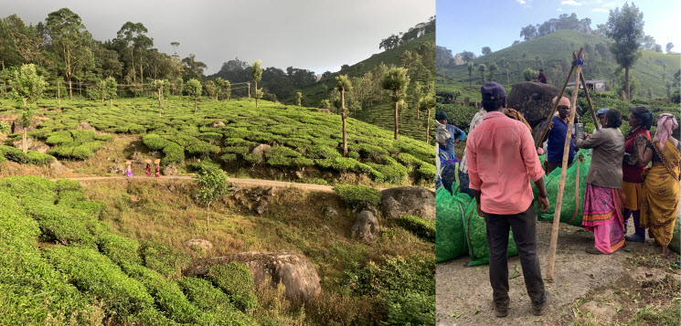 Munnar_3k