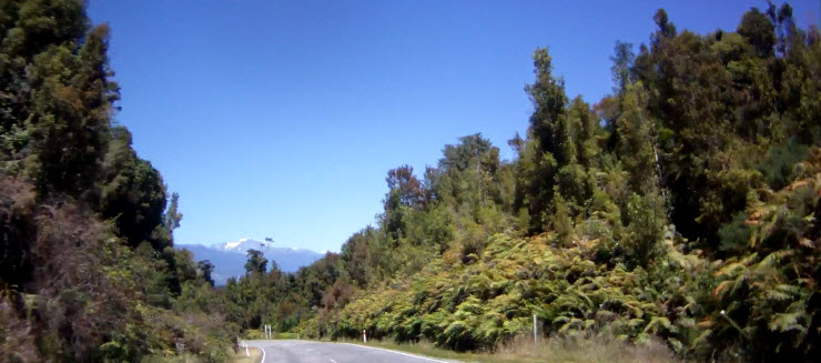 NZ_Wald