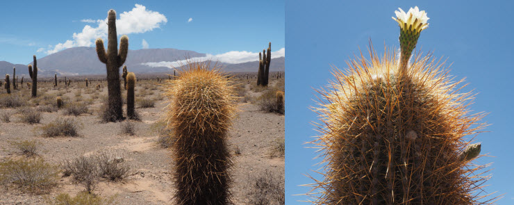 Nationalpark Los Cardones_k