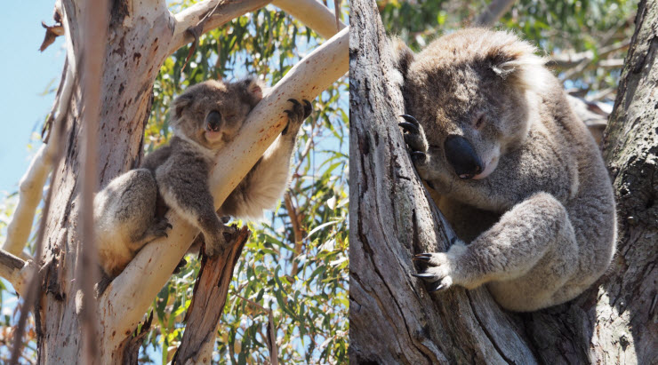 P1114535_Koala_Sanctuary_Philip-Island_1k P1114535_Koala_Sanctuary_Philip-Island_1k