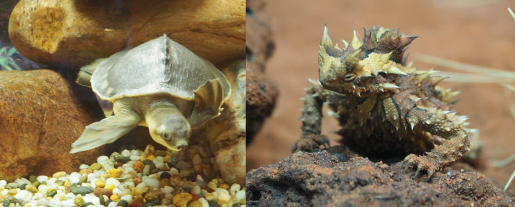 P1204914_AS_Reptile_Centre_3k P1204914_AS_Reptile_Centre_3k
