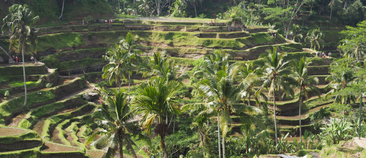 P8055601_Tegallalang_kf P8055601_Tegallalang_kf