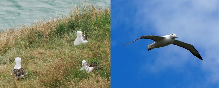 PC263904_Albatross_Otago_k