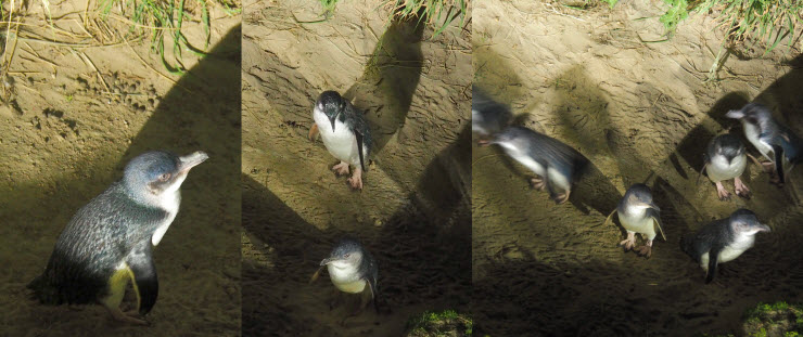 PC264007_Otago_Penguin_k