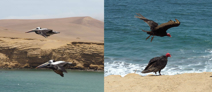 Paracas_National_Parc_1k Paracas_National_Parc_1k